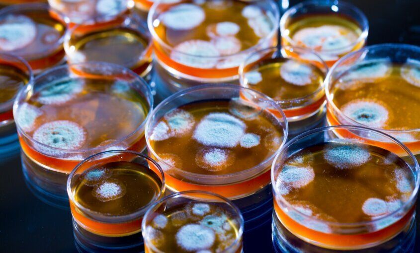 El descubrimiento de la penicilina: Historias para recordar