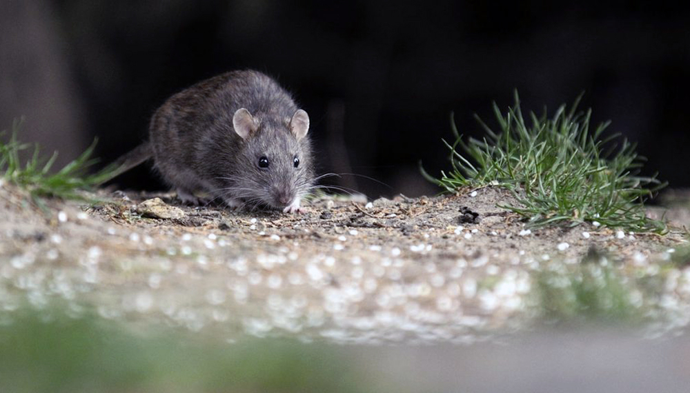 Que el hantavirus no enferme sus vacaciones NOTA