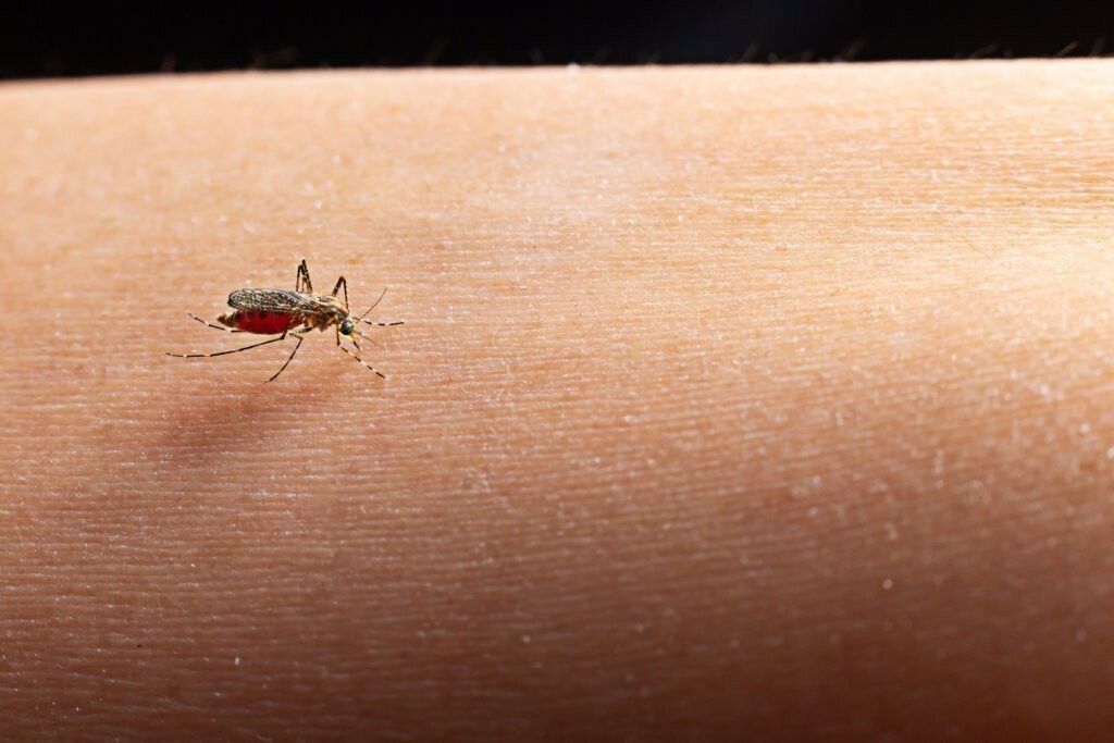 Coronavirus y Dengue cuidados durante la cuarentena NOTA 1