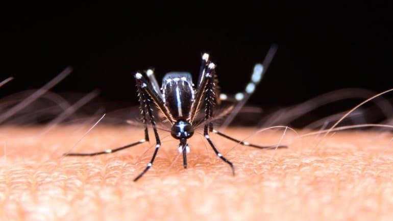 Sigue el alerta en la Argentina por la suba de casos de dengue