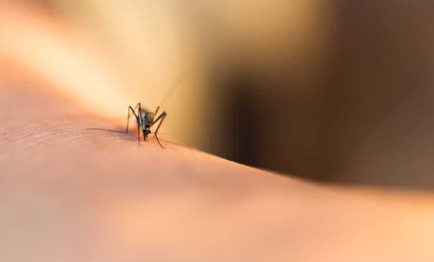 Dengue: los riesgos de automedicarse
