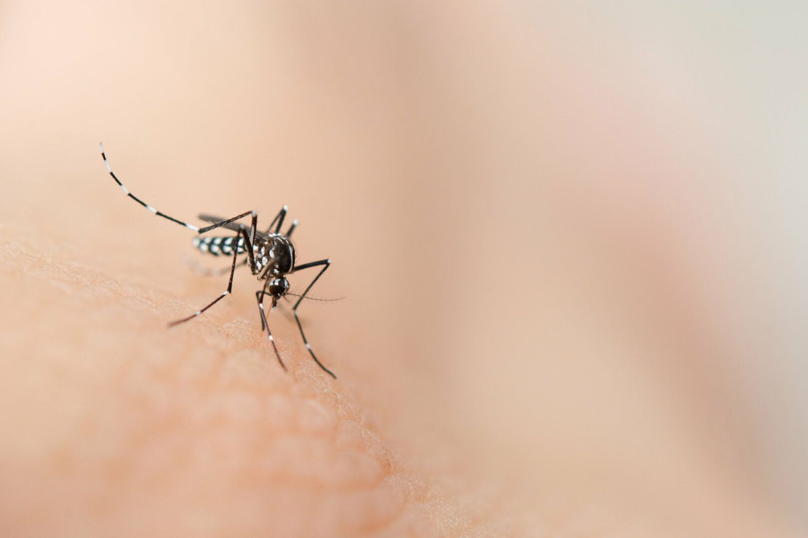 Dengue en tiempos de coronavirus como diferenciar los sintomas de una y otra enfermedad MOSAICO scaled