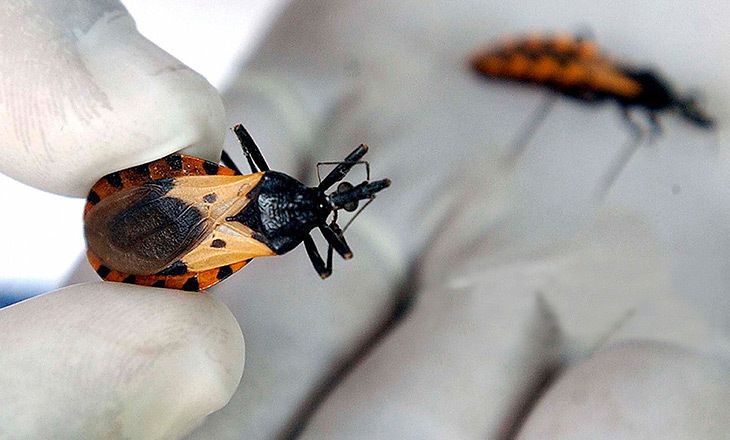 Chagas, la importancia de detectar precozmente esta enfermedad silenciosa