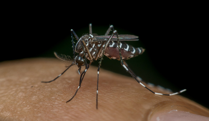 Dengue: el desarrollo de vacunas y medicamentos para luchar contra una enfermedad endémica