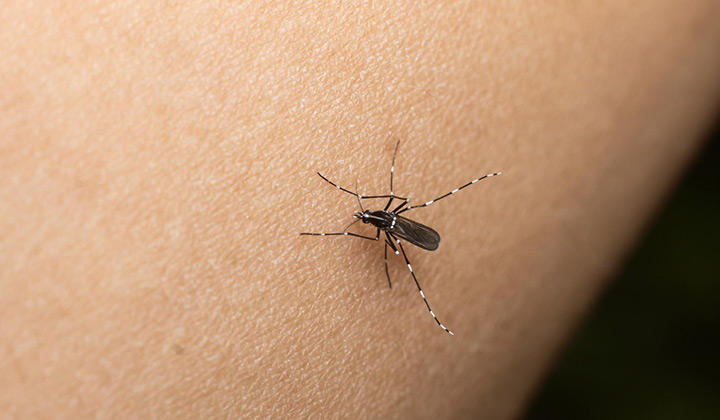 Sube la temperatura y también la circulación del mosquito del dengue: ¿Cómo prevenirlo?